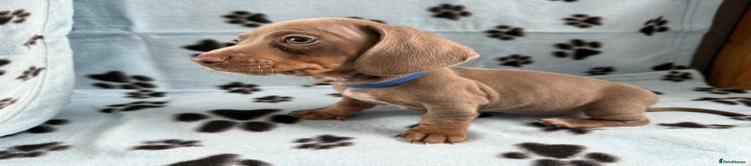 Miniature Dachshund Puppy 3
