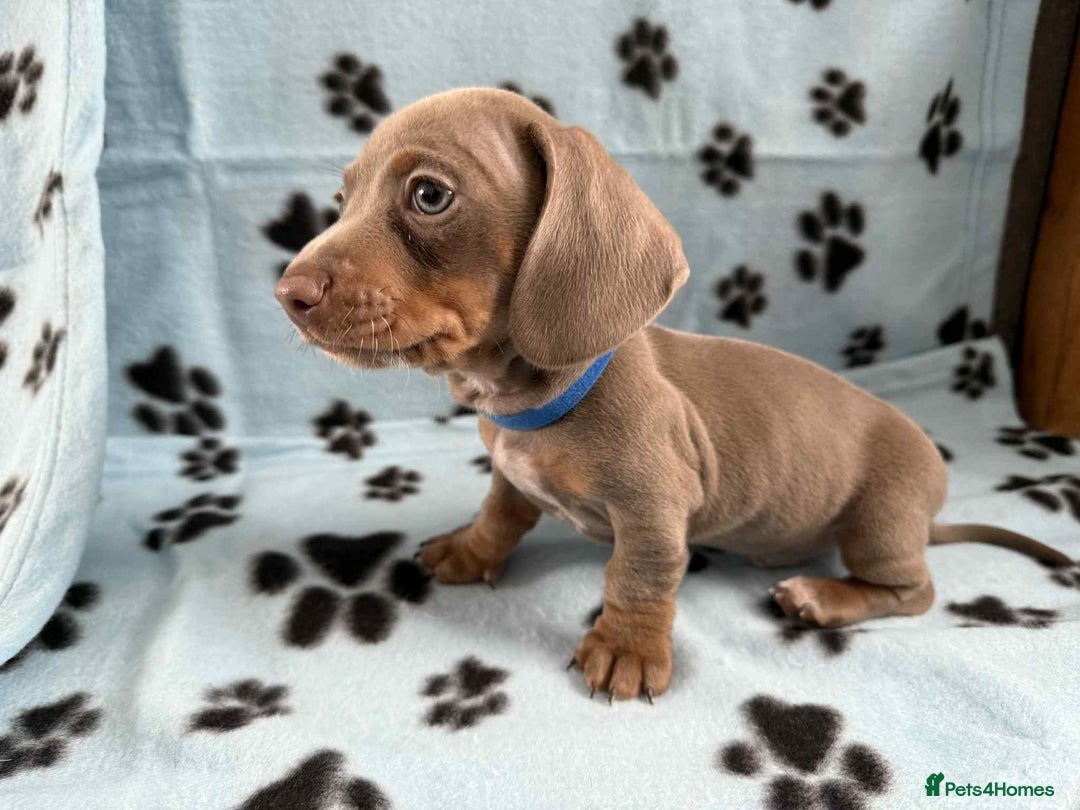 Miniature Dachshund dogs for sale: Gorgeous miniature dachshund puppies - Image 10