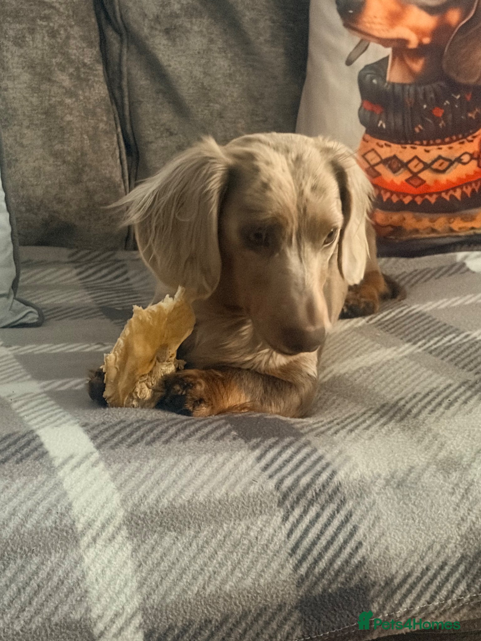 Miniature Dachshund dogs 1 year old L hair mini Isabella dapple Dachshund - Advert 18