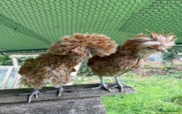 Chickens poultry for sale: Poland bantam breeding trios available - Image 9