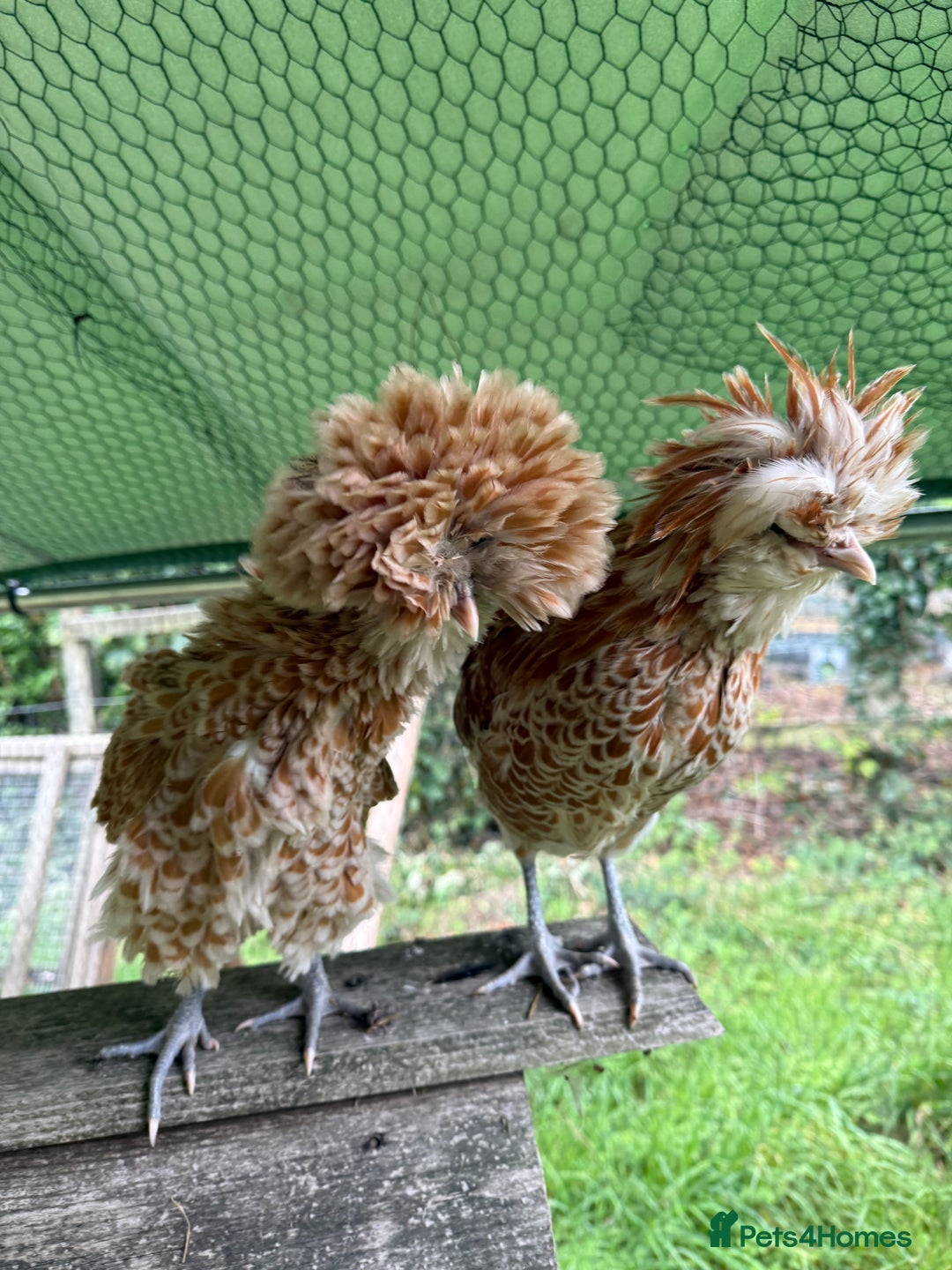 Chickens poultry for sale: Poland bantam breeding trios available - Image 9