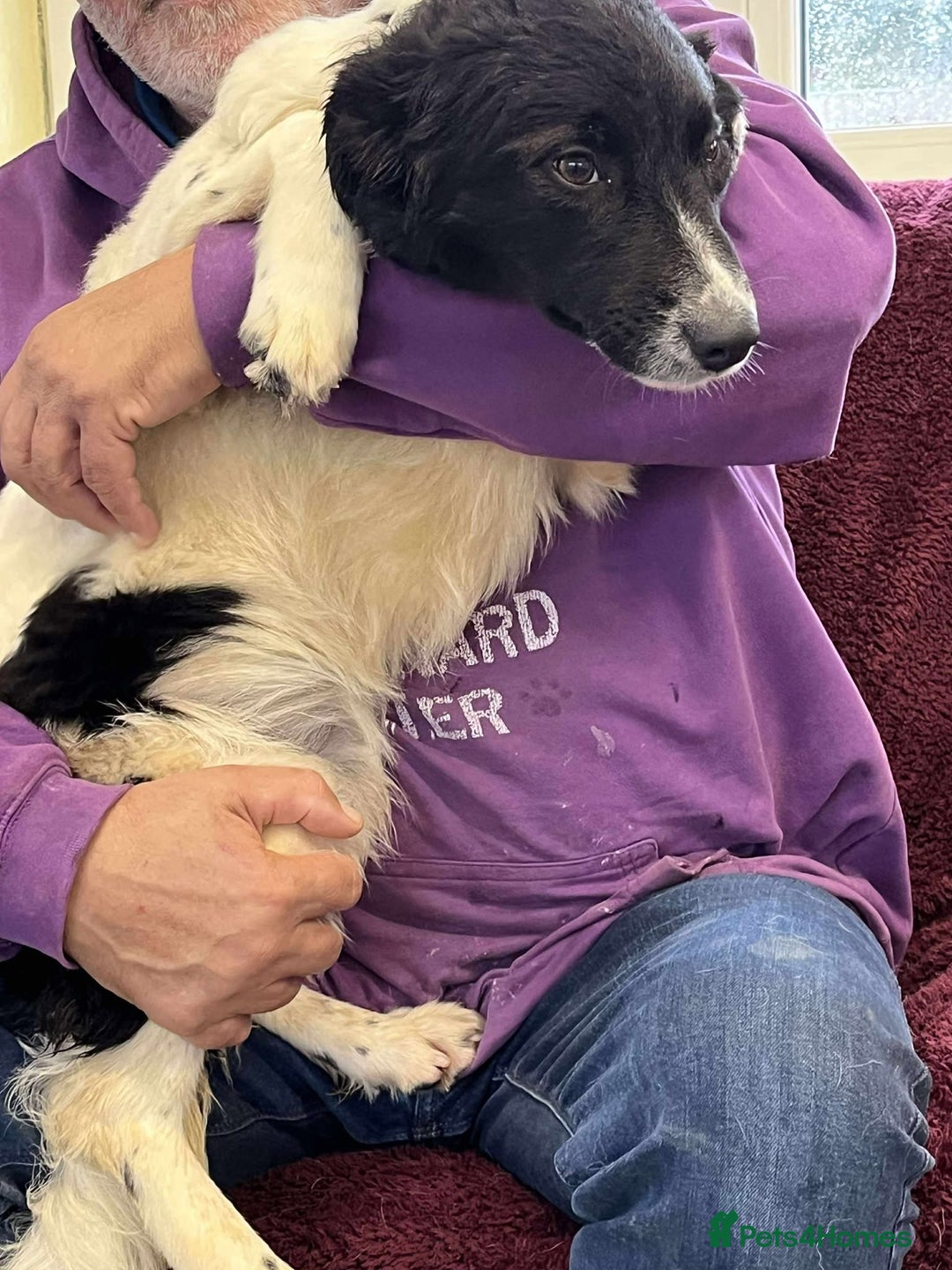 Mixed Breed dogs for adoption: MARNIE - Advert 3