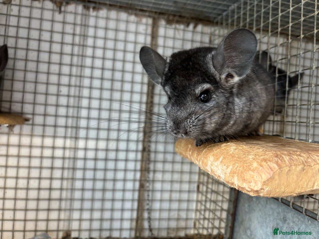 Chinchilla rodents for sale: Male and female chinchillas. - Image 2