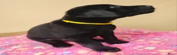 Labrador Retriever dogs for sale: Exceptional Home Raised Labrador Puppies in Nottingham - Advert 8