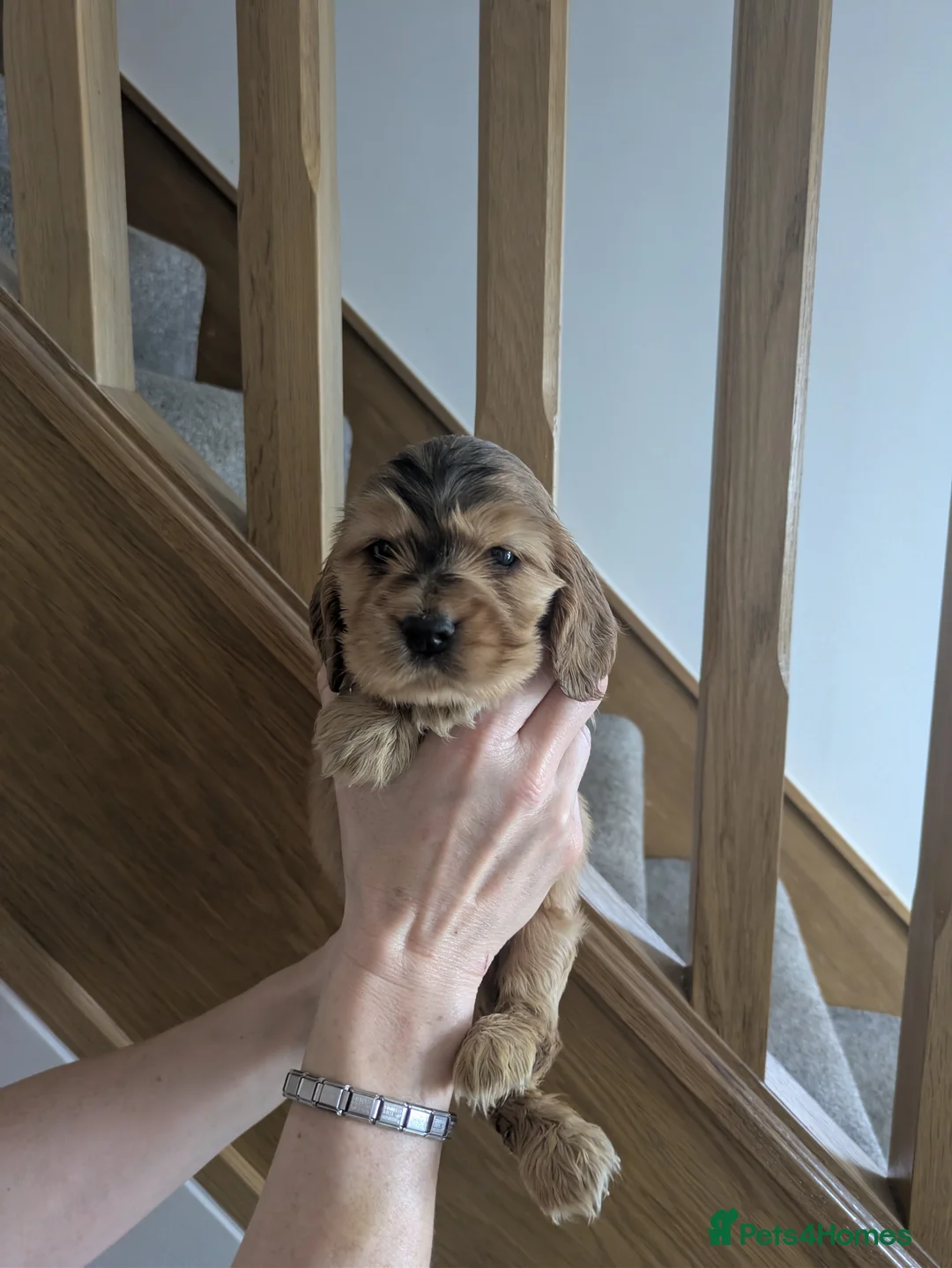 Cocker Spaniel dogs for sale: Stunning KC show cocker puppies PRA FN Clear  - Advert 10