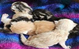 Maine Coon cats for sale: Half Maine Coon kittens - Image 3