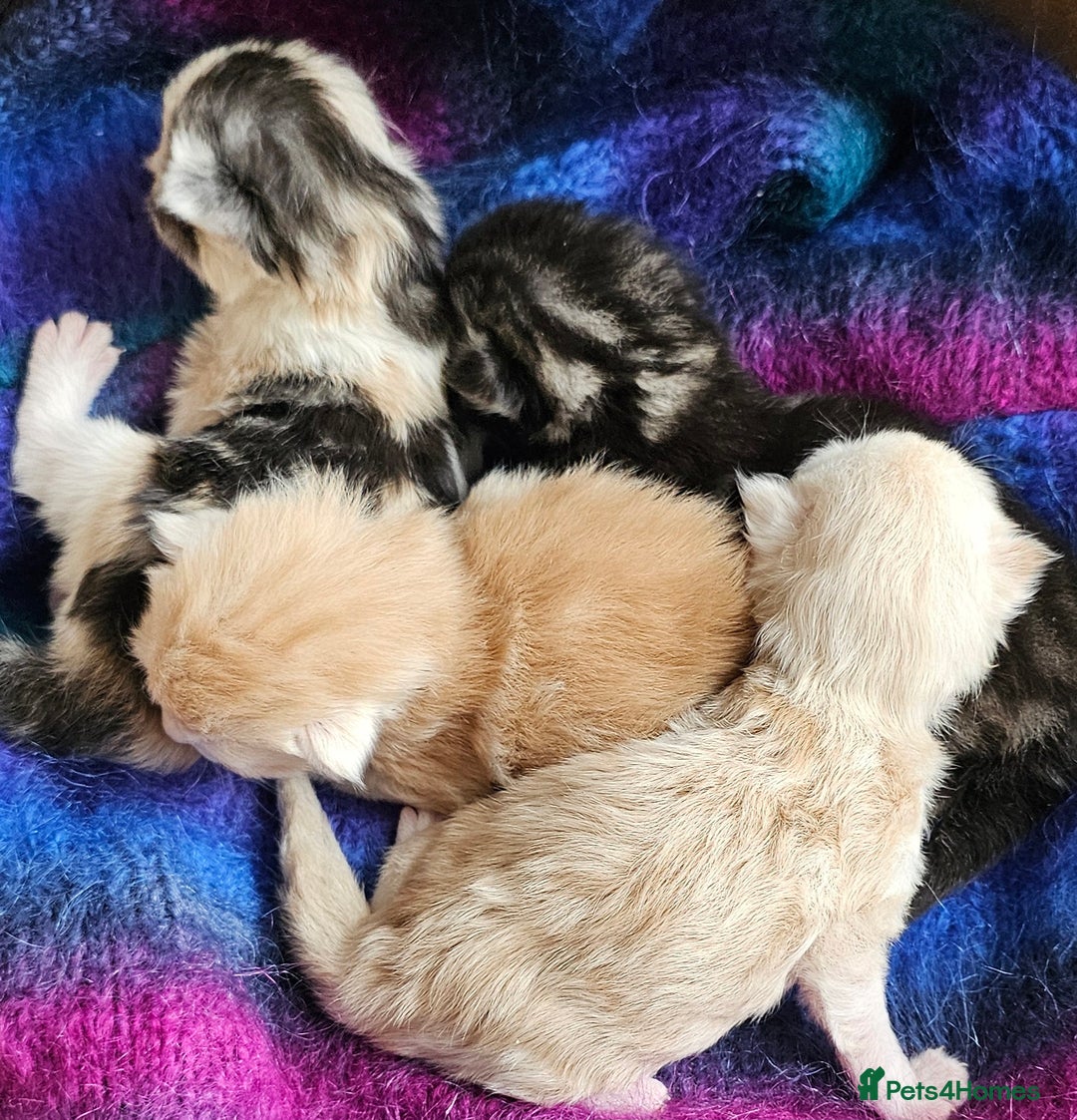 Maine Coon cats for sale: Half Maine Coon kittens - Image 3