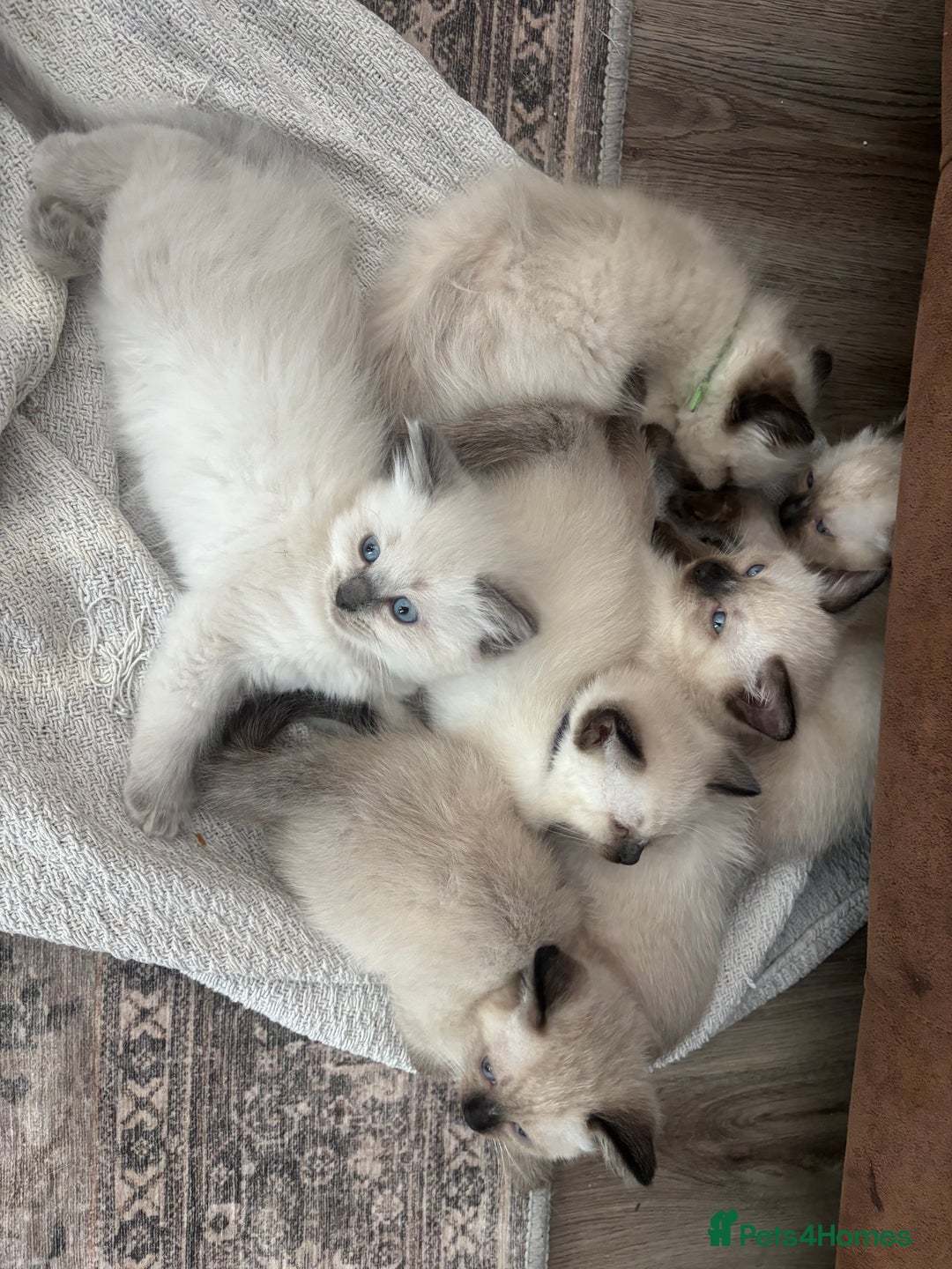Ragdoll cats for sale: Ragdolls kittens  - Image 1