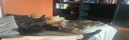 Maine Coon cats for sale: 🧡 Two Male Maine Coon Babies🧡 - Advert 8