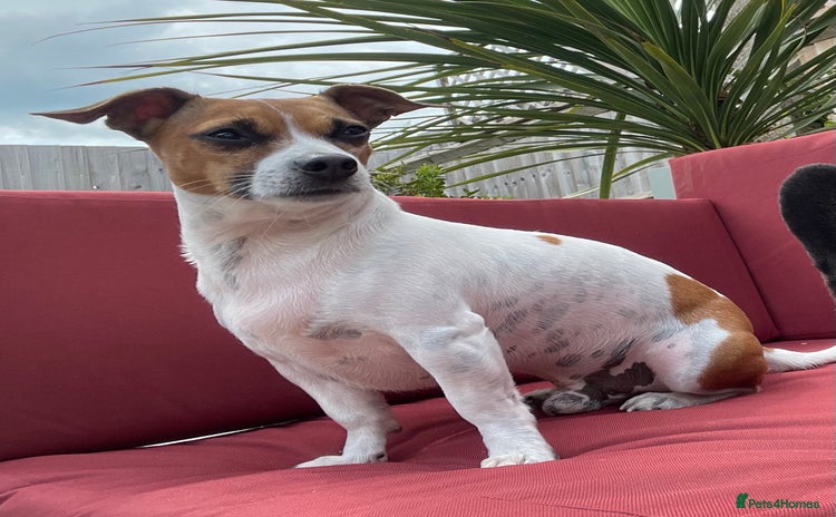 Jack Russell dogs - Advert 2