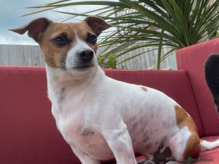 Jack Russell dogs - Advert 11