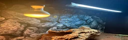 Bearded Dragon reptiles for sale: 3 year old Bearded Dragon with Vivarium included in Derby - Advert 9