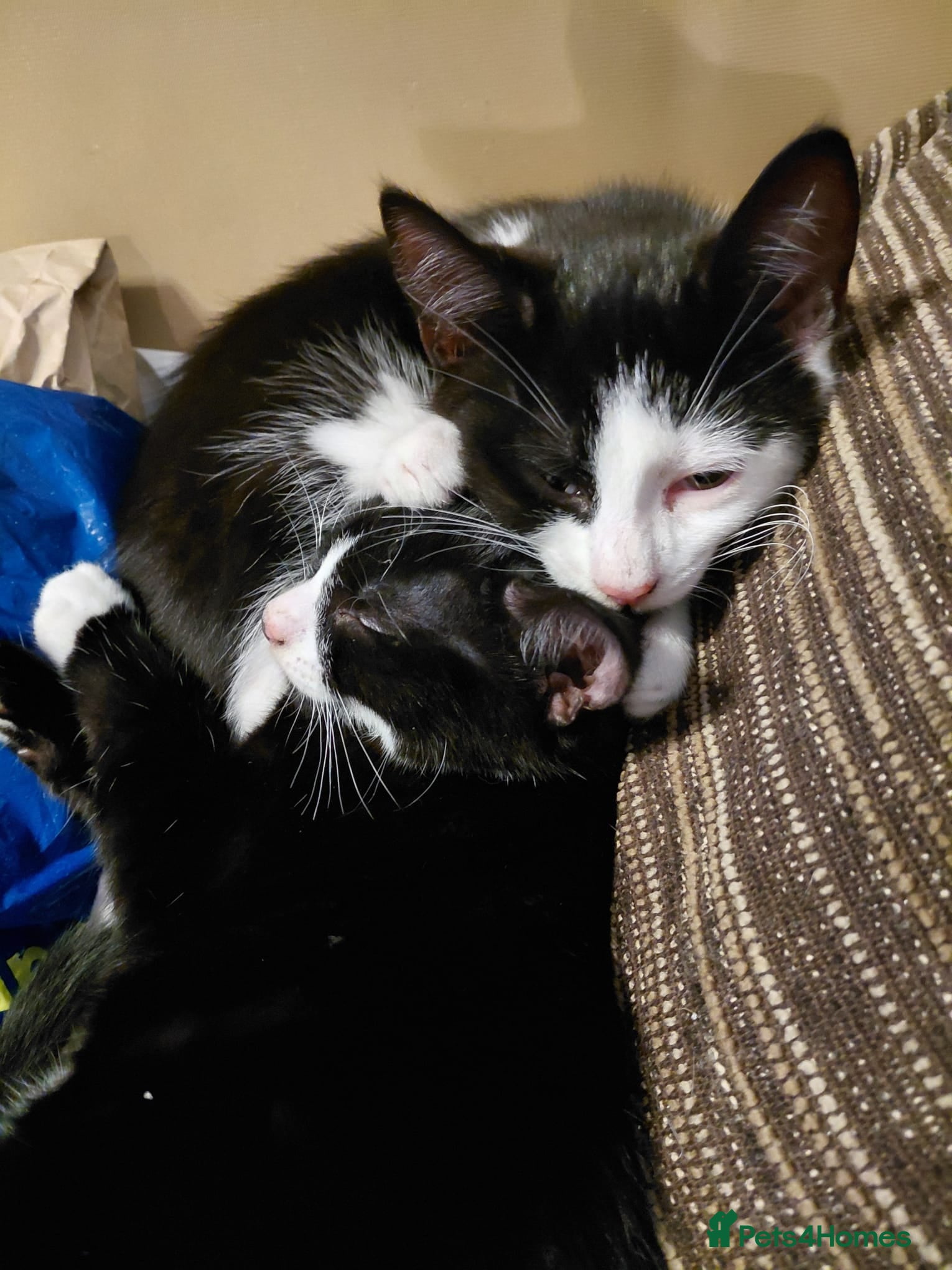 Mixed Breed cats Kittens looking for their new homes  - Advert 2