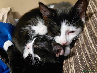 Mixed Breed cats Kittens looking for their new homes - Advert 2