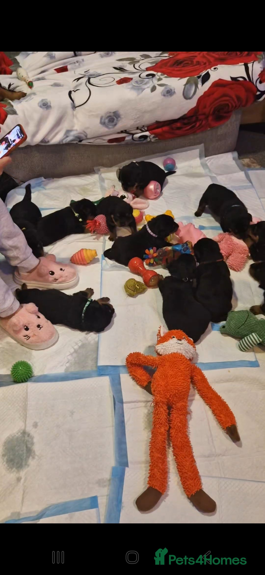 Rottweiler dogs for sale: Rottwailer - Advert 4