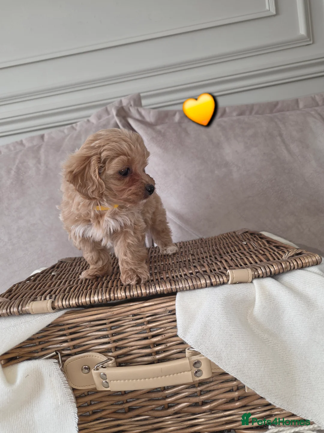 Maltipoo dogs for sale: Five gorgeous multi-poo puppies 3boys 2 girls - Advert 13