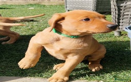 Labrador Retriever dogs for sale: KC Reg Fox-red Lab puppies, working type - Image 18