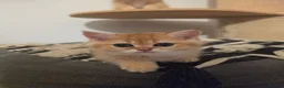 British Shorthair cats for sale: Black Golden Shaded British Shorthair Kittens - Advert 12