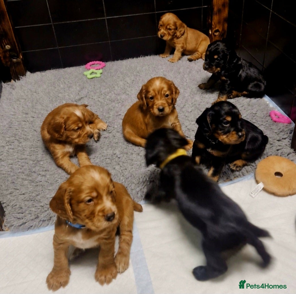 Cocker Spaniel dogs KC Reg WCS pups Health tested FTCH lines - Advert 10