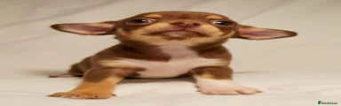 Chihuahua 1
