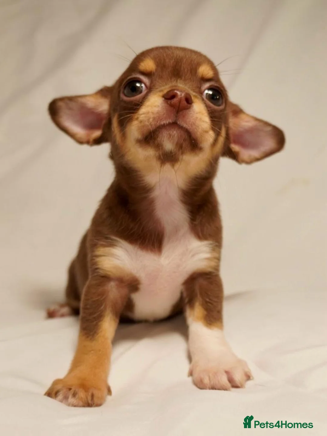 Chihuahua dogs for sale: Gorgeous litter of merle chihuahua pups - Advert 12