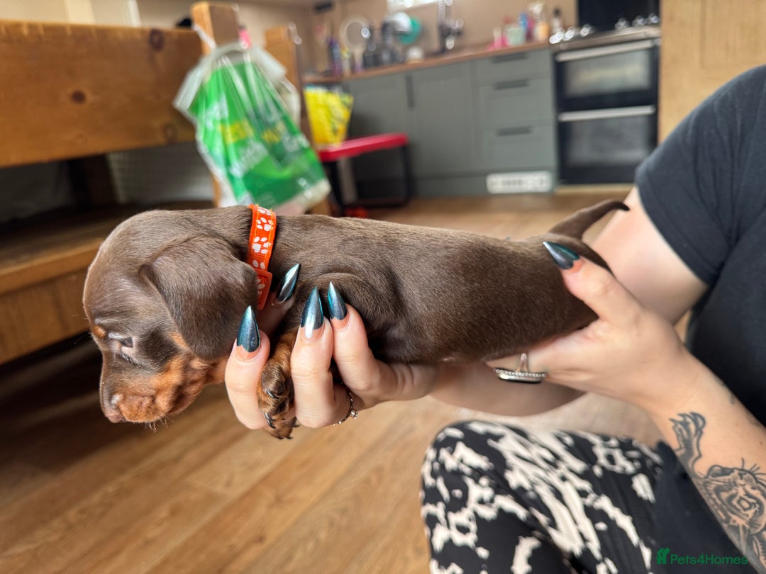 Miniature Dachshund dogs for sale: Smooth haired Miniature dachshund - Image 4