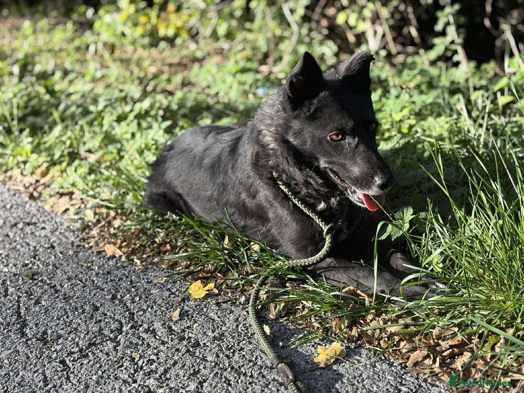 Mixed Breed dogs for adoption: 💕 Nessa 💕 - Advert 4