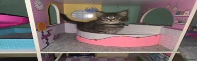 Ragdoll Kitten 2