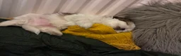 Shih Tzu dogs for sale: 2 Adorable male miniature imperial shih tzu's  in Sutton-in-Ashfield - Advert 5