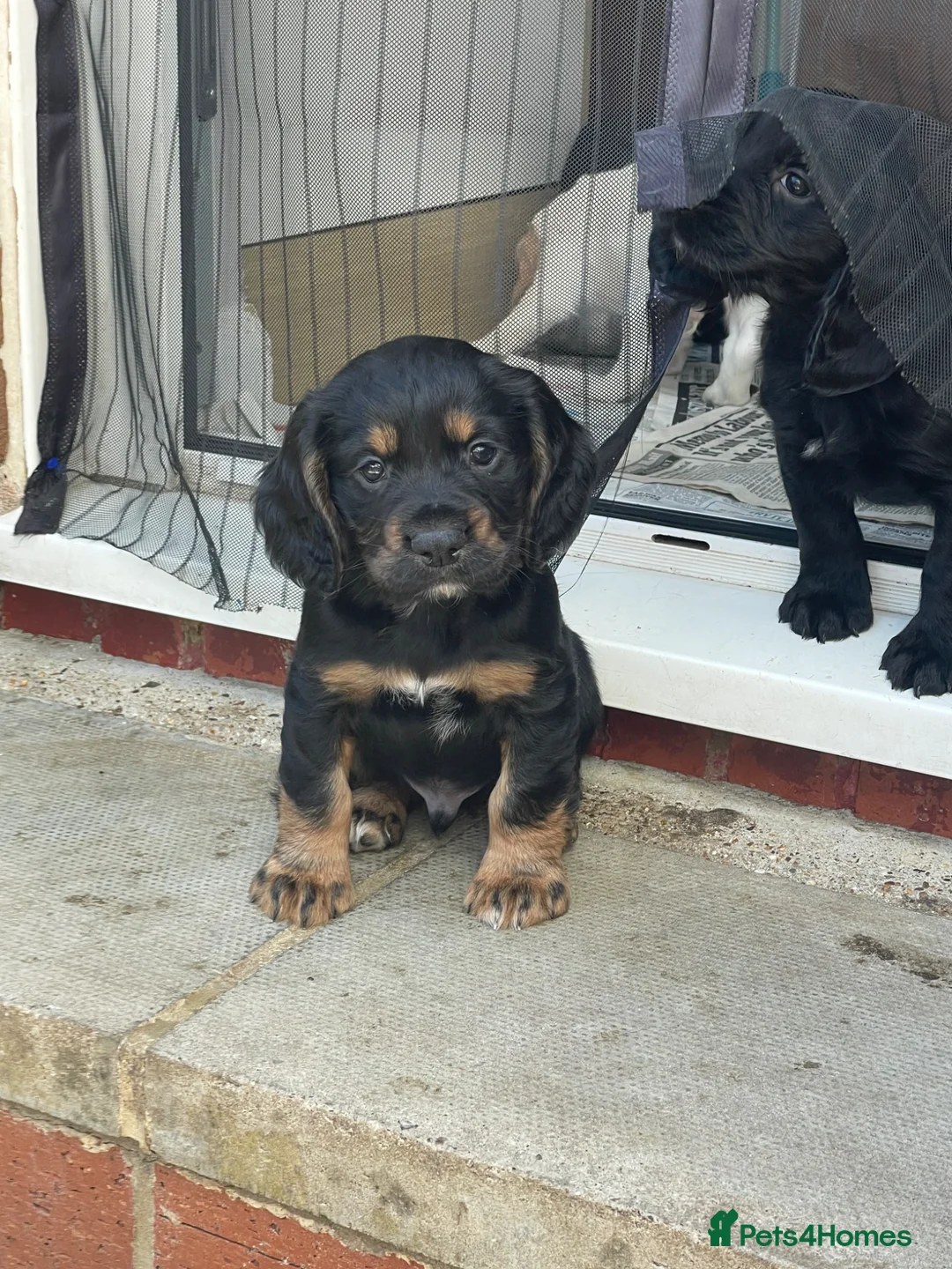 Cocker Spaniel dogs for sale: Working cocker spaniels  - Advert 2