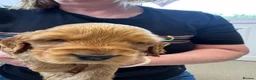 Cocker Spaniel dogs for sale: Cocker spaniel puppies  - Advert 32