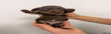 Miniature Dachshund 3
