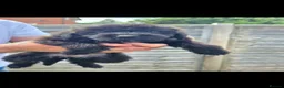 Lurcher dogs for sale: Deerhound Greyhound Collie/Bedlington  - Advert 10