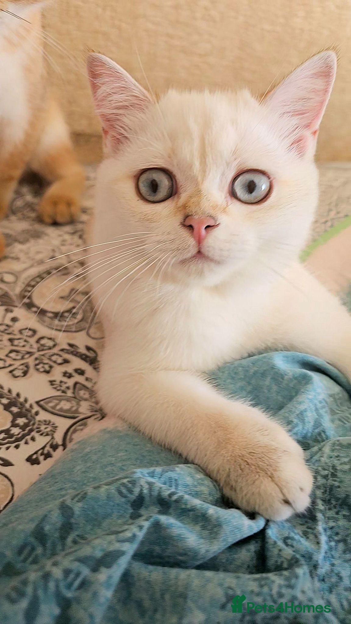 Scottish Fold cats Pedigree😻SF TICA registered😻kittens😻 - Advert 1