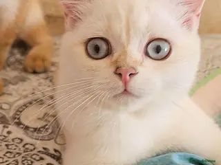 Scottish Fold cats Pedigree😻SF TICA registered😻kittens😻 - Advert 1