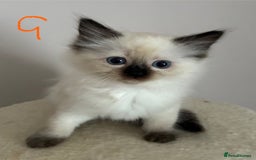 Ragdoll cats for sale: Pure Ragdoll Kittens *Ready for their new home* - Image 24