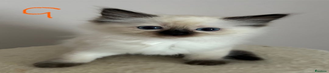 Ragdoll Kitten 6
