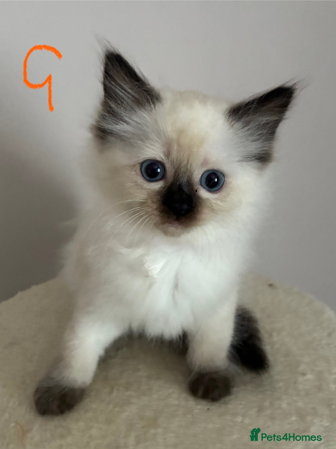 Ragdoll cats for sale: Pure Ragdoll Kittens *Ready for their new home* - Image 24