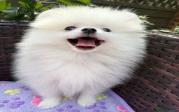 Pomeranian dogs for sale: Pom bears looking for loving homes❤️ - Image 6