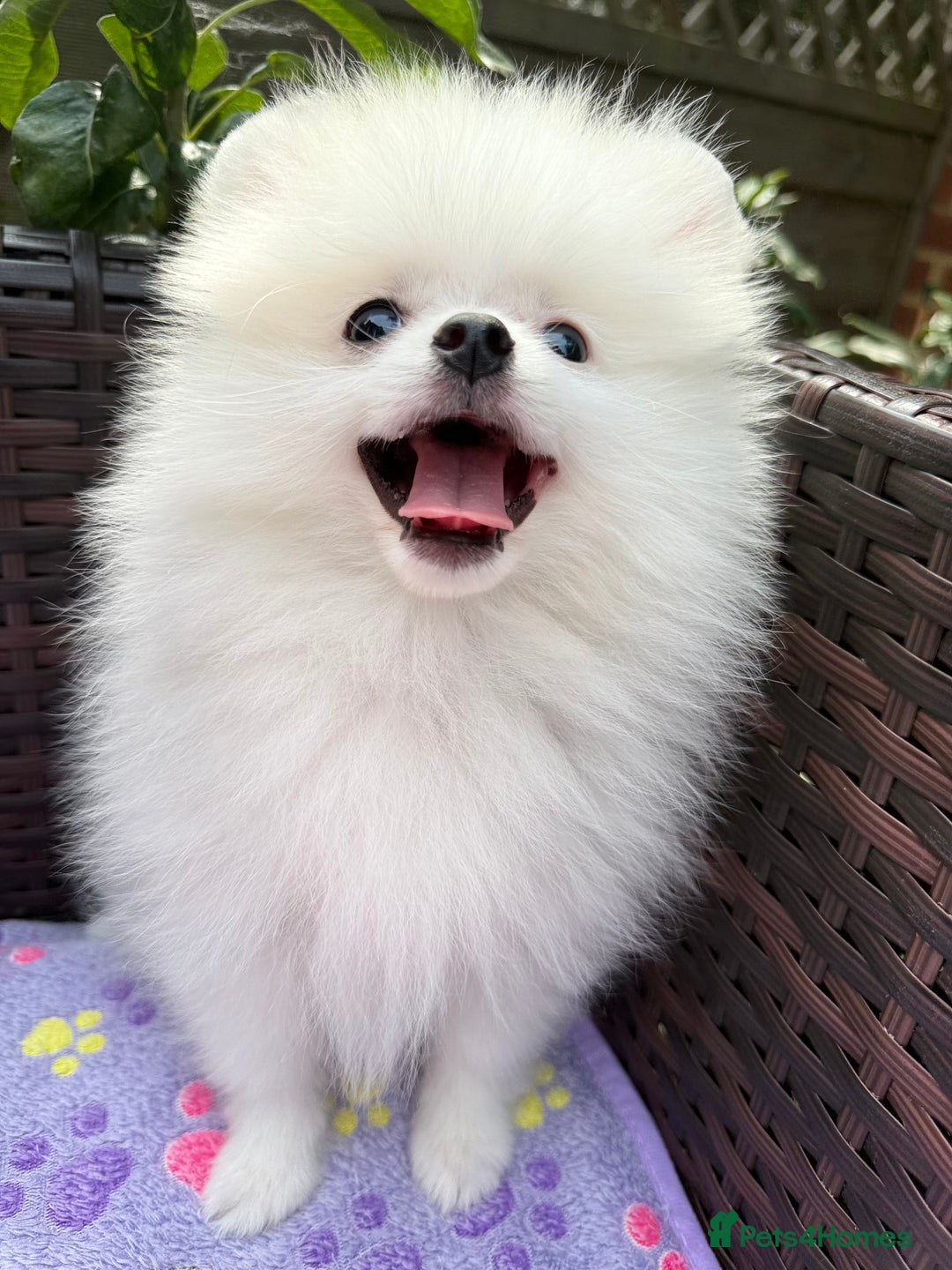 Pomeranian dogs for sale: Pom bears looking for loving homes❤️ - Image 6