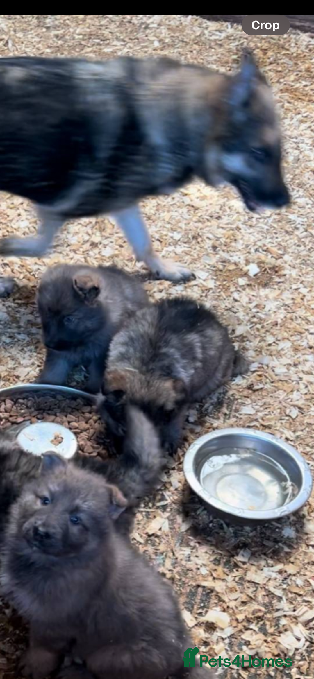German Shepherd dogs for sale: Stunning German Shepherd Puppies - Advert 2