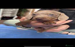 Miniature Dachshund dogs for sale: ❤️❤️Miniature dachshund ❤️❤️ - Image 5