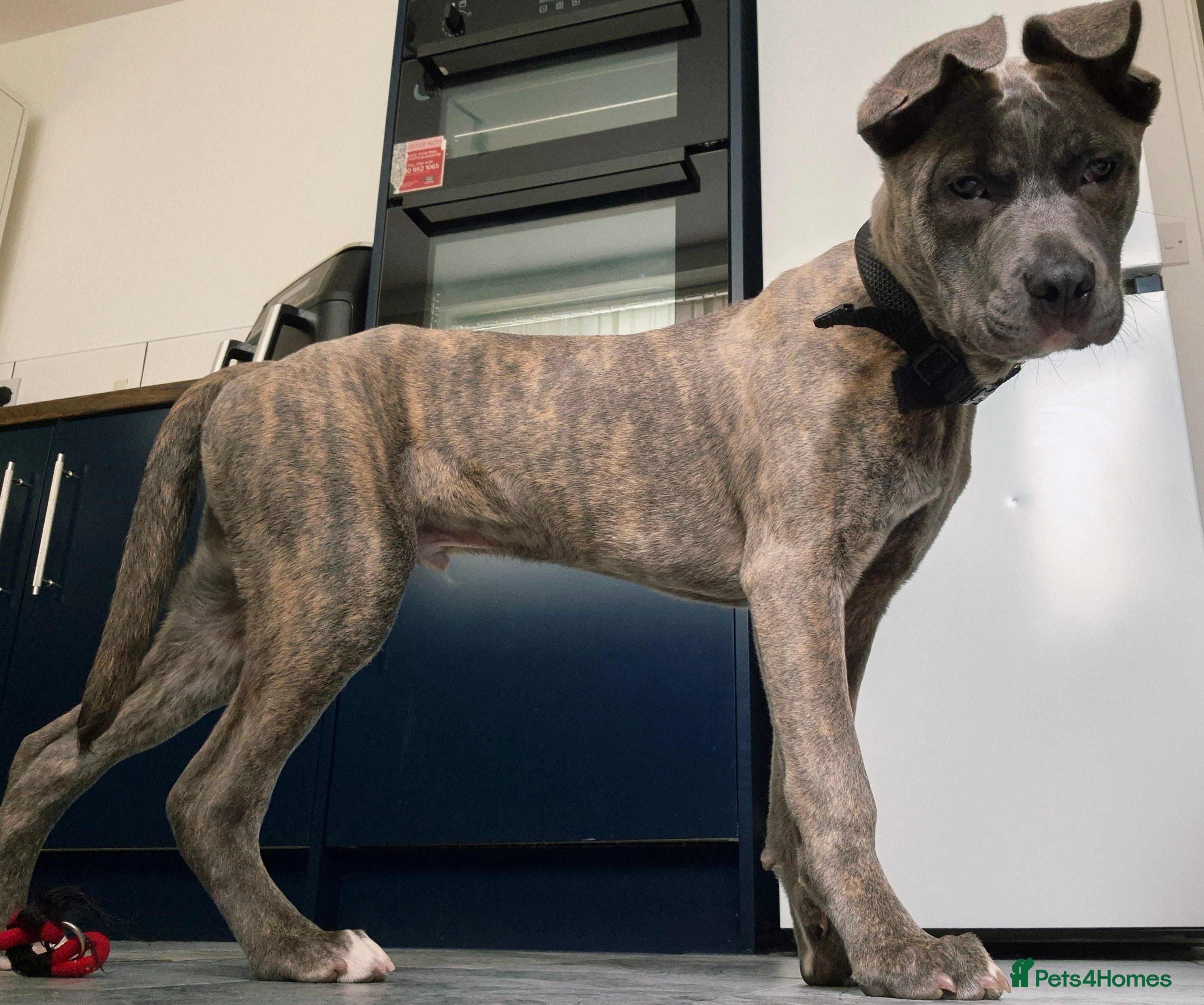 Mixed Breed dogs for sale: Rehoming 7 month old creed.  - Advert 2