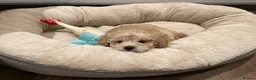 Toy Poodle dogs for sale: KC registered Toy Poodles - Advert 13