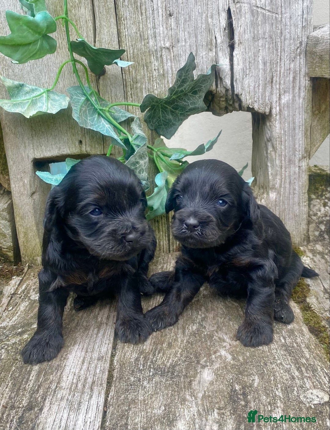 Mixed Breed dogs for sale:  Cavapoo x Cockapoo Ready 9th August - Image 19