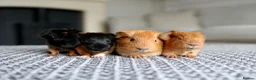 Guinea Pig rodents for sale: Beautiful Baby Guinea Pigs – Ready to Reserve  - Advert 2