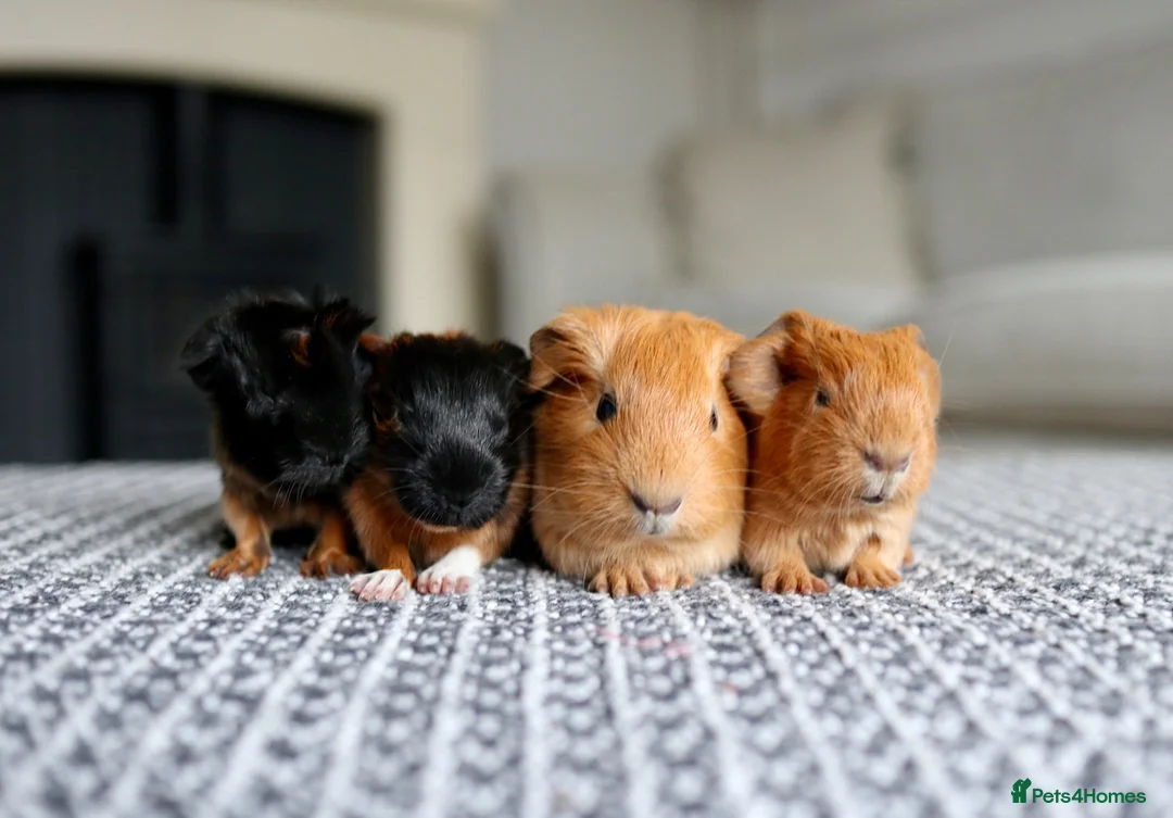 Guinea Pig rodents for sale: Beautiful Baby Guinea Pigs – Ready to Reserve  - Advert 2