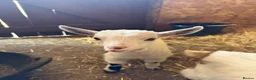 Goats livestock for sale: Pygmy billy goat kid  in Huntingdon - Advert 2