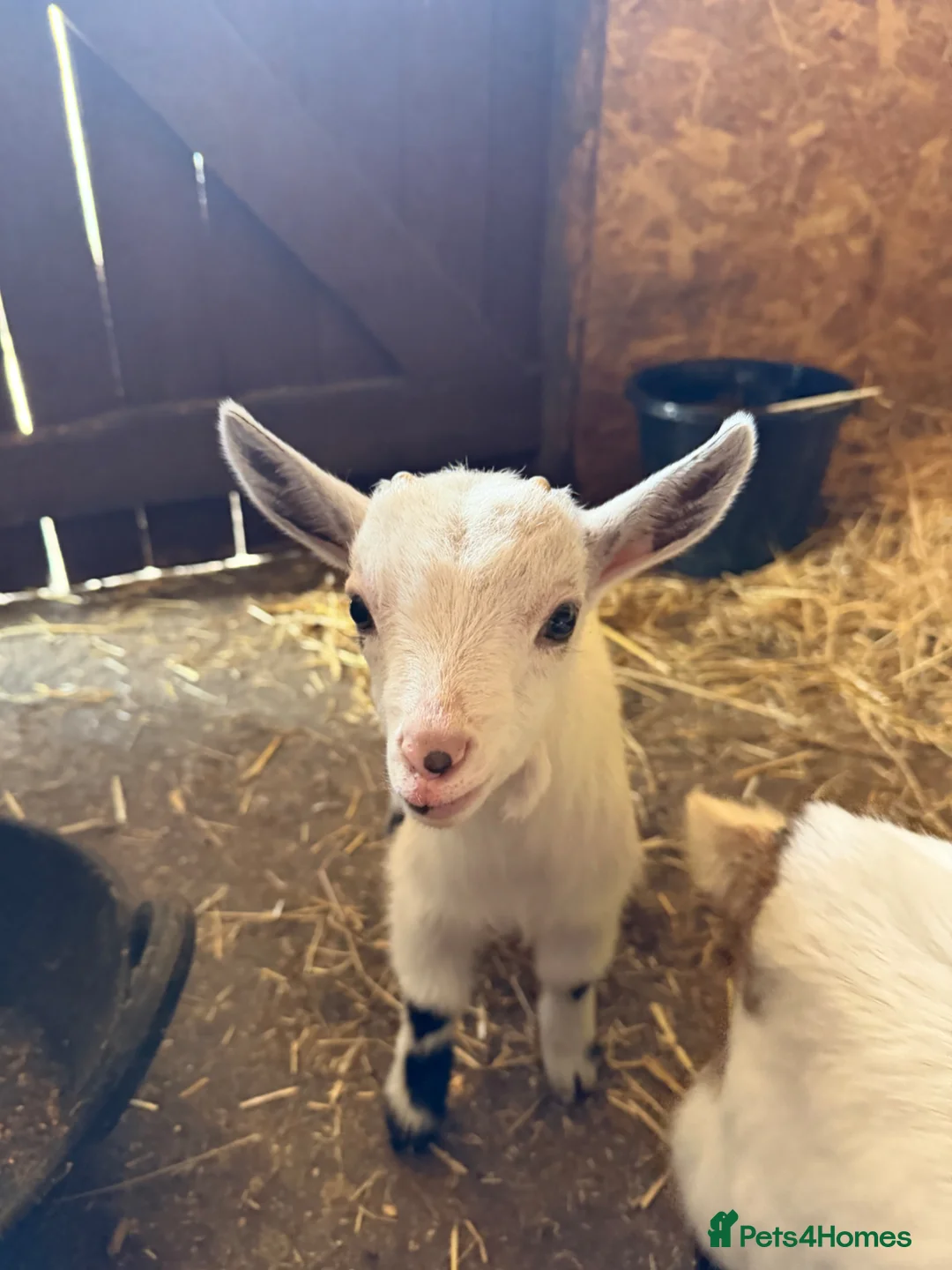 Goats livestock for sale: Pygmy billy goat kid  in Huntingdon - Advert 2
