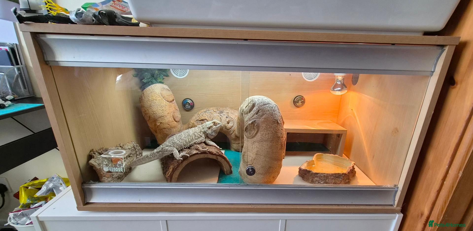 Bearded Dragon reptiles 3 year old Bearded Dragon with vivarium, lighting, - Advert 1